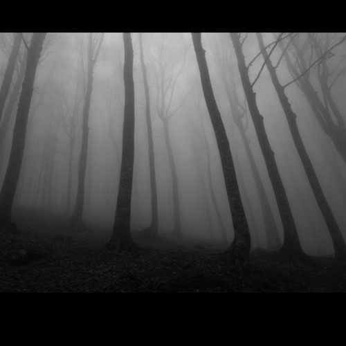 Forest 05