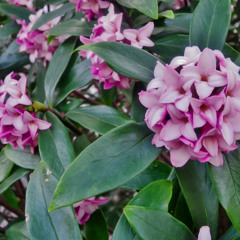 dials live before daphne (caribou) at the independent sf