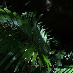 Night Safari - Isolation #006