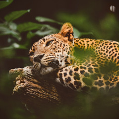 Jaguar Dreaming_22.02.25