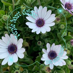 Purple Heart Daisies