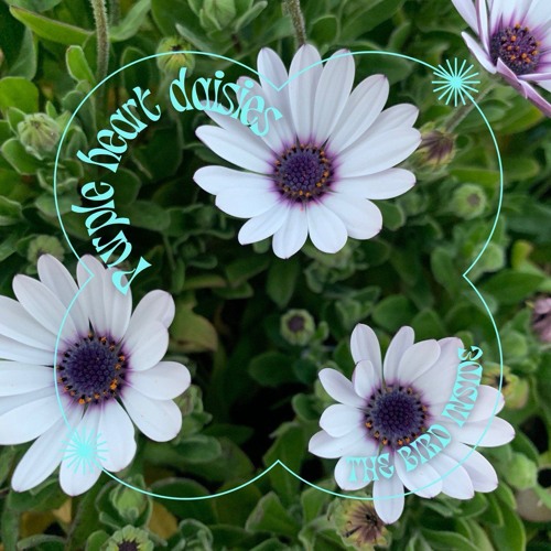 Purple Heart Daisies