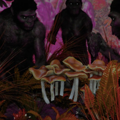 POCAK - THEORY (CLIP)