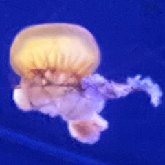 Jellyfish.wav