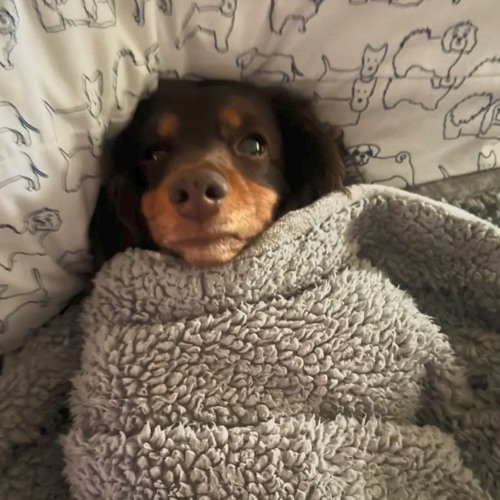 The Happy Happy Nice Song