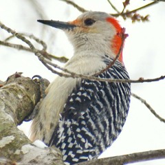 We Have Seen Christ as Reality