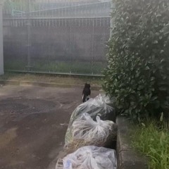 鬱