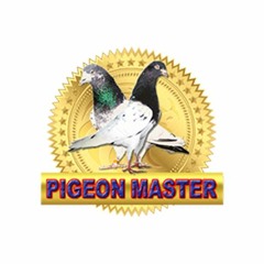 Turky - Master Of Pigeons