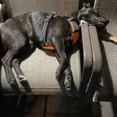 Doggy night