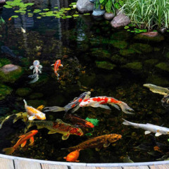 Ep. 6: The Truth About Backyard Ponds: Debunking the 7 Biggest Myths