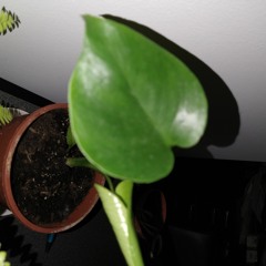 Something with a guitar and a mandolin