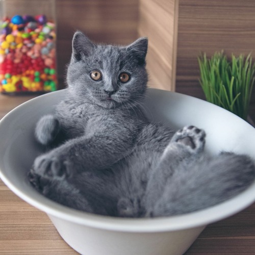 Funky Cat