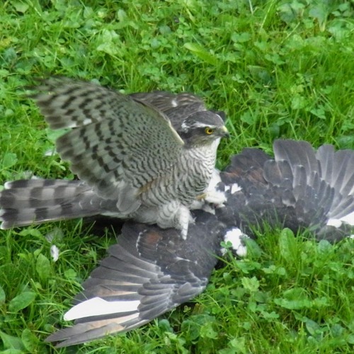 [Synaptekk] Der Faschings Schrei Des HHABICHTS [180BPM]