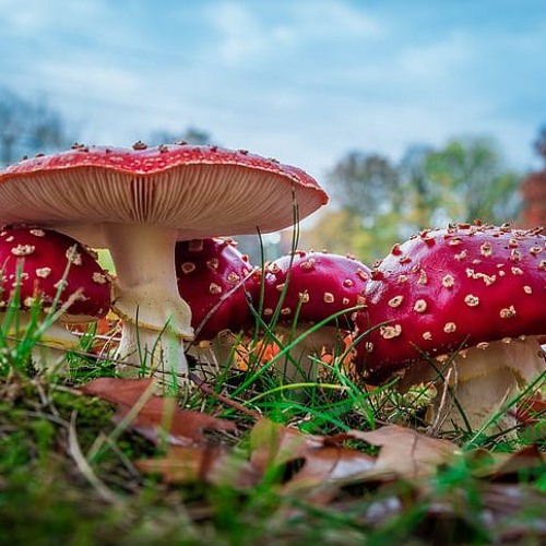 Foreman - White Dots ( FREE D/L)