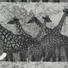 A Sound Walk in Phoenix Park - Dublin Zoo