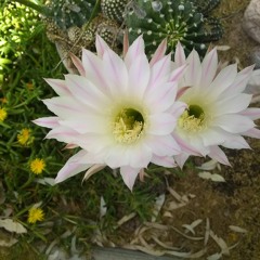 Sarvamangala Mangalye