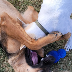 Dogs