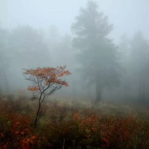 A.L your background 🕷FREE DOWNLOAD