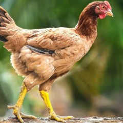 Chicken High Heels