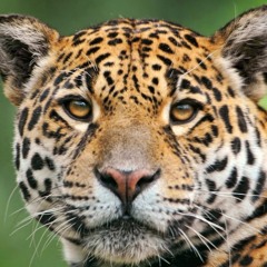 Otorongo Sound & AdelKingFarmer - Reggae Medicinal (Dubplate)