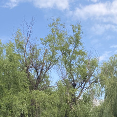 Jim Alxndr - I'll be there for you