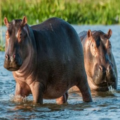 бегемоты freestyle джерк hoodtrap