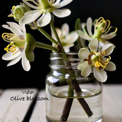 Olive blossom