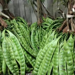 DINDING PEMISAH - Difarina Indra Adella - OM ADELLA