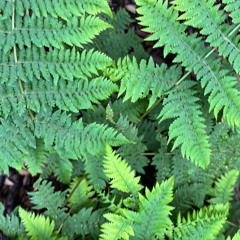 Communitiy Ecstatic Dance @Lebensfest 2025