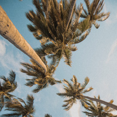 MNTN023 // Día Del Palmera