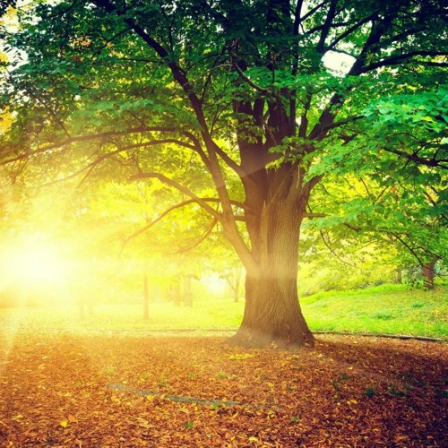Albox studio background DOWNLOAD