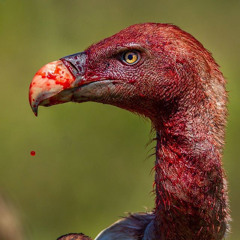 bffbenn - vultures p. keatnm x n9ck x reid [Hosted by almightyglo + djgloryyy]