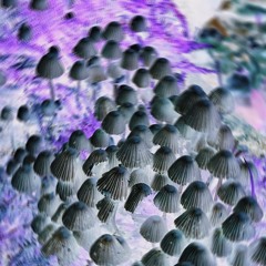 01 | Neuroplasma