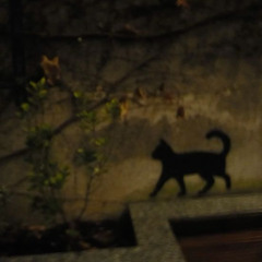 любимая кошка (prod greyrock zestymain)