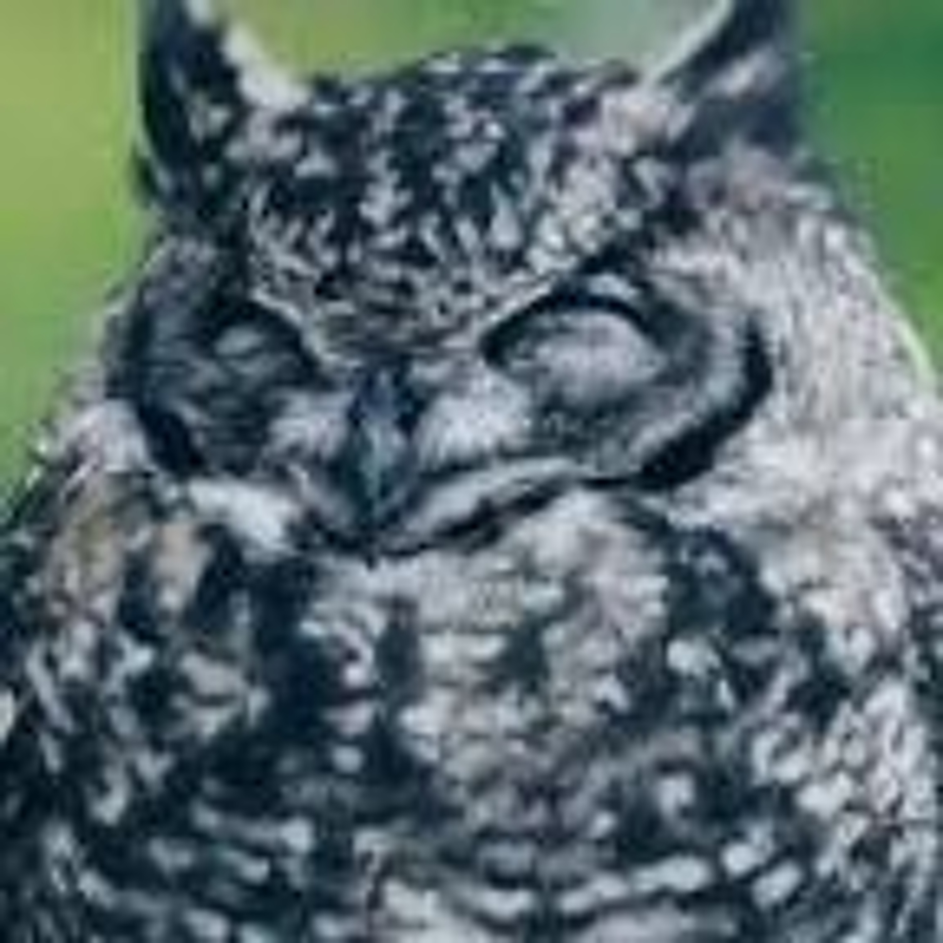 Du Poil sous les bras (On air et sur terre)