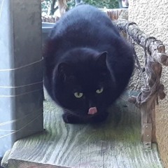 Katzenmusic [preview]