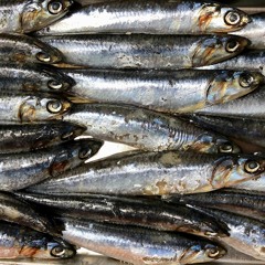 FISH OF THE RHYTHM