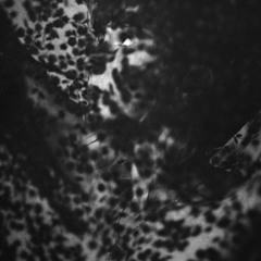 Anita Dongilli - Les Myosotis