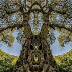 Forest Knows You’re Here