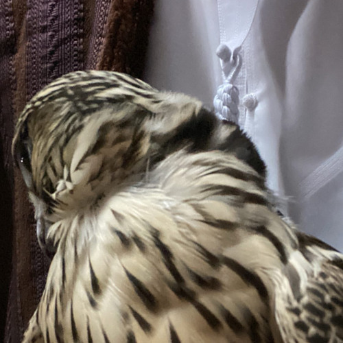 ⁨طاري الذكرى ⁩