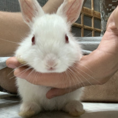 Hai Junoon Sawar Mai To Bhul Sansar - Hindi Song