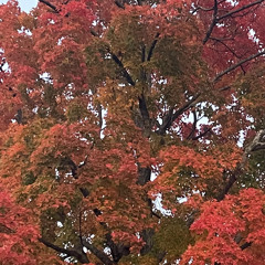 Autumn thoughts like leaves falling (Beta Gemini remix)