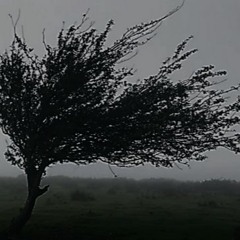 windy (Prod By. Xacpts)