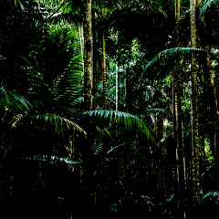Nicolettes Palmetum reprise