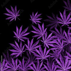 FALCROW - SOS CULTIVATEUR 2024