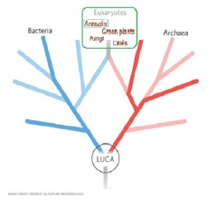 Brève rêverie du [n!]ième clone de l'Unicellulaire