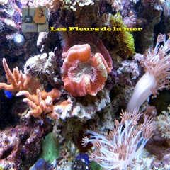 Les Fleurs De La Mer