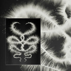 [OP003] Altjira - Flux Serpent (Digi + Merch)