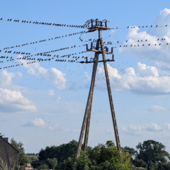 Starlings gather in Nowe Kramsko