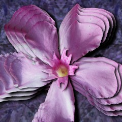 Nerium Oleander